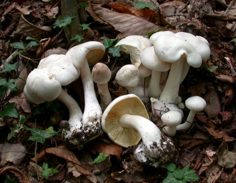 Escursione autunnale in Corsica - 3